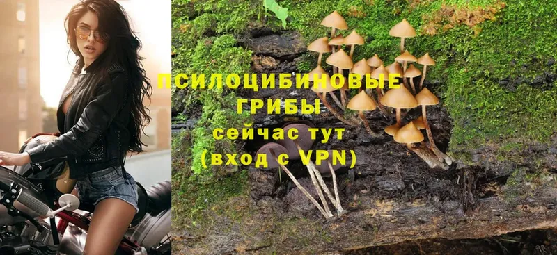 купить наркоту  Кодинск  Галлюциногенные грибы Magic Shrooms 